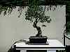 bonsai25.jpg